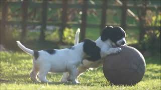 Sprocker Spaniel Puppies  English Springer X Cocker [upl. by Norreht]