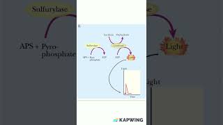 Principle of Pyrosequencing dnasequencing molecularbiology genetics [upl. by Aidnyl198]