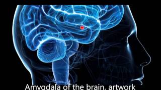 Frequencies to decrease activity in the Amygdala Stage1 [upl. by Albert]