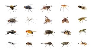 🪰 Types Of Flies  Learn Types Of Flies In English Language  Flies 🪰 [upl. by Atiuqal]