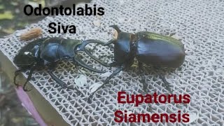 Bugs  Eupatorus Siamensis 80mm vs Odontolabis Siva 83mm Rhinoceros beetle and Stagbeetle battle [upl. by Eciralc]