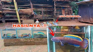 UPDATE Progress Warna Ikan Channa Limbata  Cara Meningkatkan Warna Channa Limbata [upl. by Monaco660]