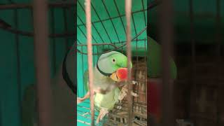 Parrot 🦜 talking ytshortsvideo [upl. by Crean]