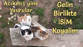 Yavrularımıza Birlikte İsim Koyalım kedi [upl. by Ahcsat]