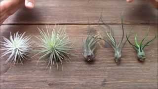 Difference between green and grey Tillandsias Planta Brutt video 17 [upl. by Nide]