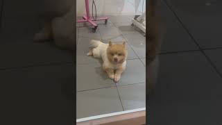 Dog or bear pets dog puppy dogowner cute petowner fyp funny buddypet viralvideo follow [upl. by Caines614]