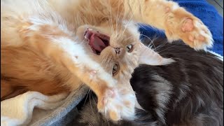 🔊 Maine Coon Cat Sounds Female 🖤 vs Male 🧡 Chirps Meows Mrrps Purrs [upl. by Sirron527]