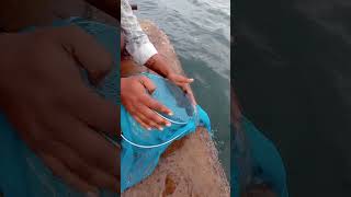 Young Mans Secret Fishing Idea fishing fishingvideos thoondilulagam seafishing [upl. by Ayanet]