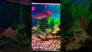 Aquarium predator Arowana Super Red tank aquarium aquascape predator fish [upl. by Anizor4]