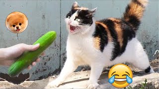 LOS MEJORES SUSTOS GATOS VS PEPINOS LINDOS GATOS 33 😂 pais de animales [upl. by Laitselec748]