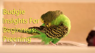 Budgie preening Budgie Insights for Beginners 1 [upl. by Heppman79]