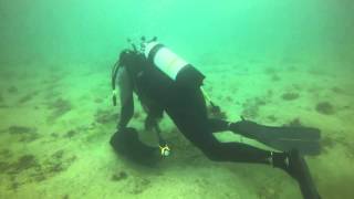 Scallop Diving off Rye  26 March 2016 [upl. by Nalat222]