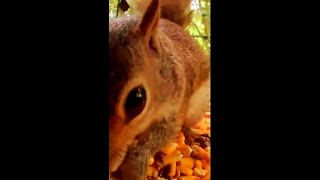 Wild Bird Cam  Motion Activated Lake Placid Florida [upl. by Juakn]