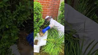 Relocating A Chimney Beehive  bees honey nature shorts [upl. by Ayiram693]