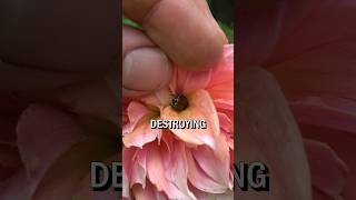 How we stop bugs from eating Dahlias dahlia [upl. by Amihsat]