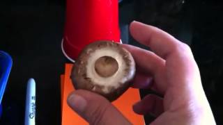 Grow mushrooms at home easily part 1 [upl. by Ecirtnom]