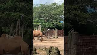 Camellos en guatemala parati zoo fyp camellos [upl. by Norina]