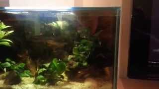 Red platy with swim bladder disorder SBD [upl. by Repard]