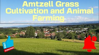 Germany 🇩🇪 BADENWÜRTTEMBERG Amtzell Walking Tour Grass Cultivation and Animals Rearing is the key [upl. by Anialed196]