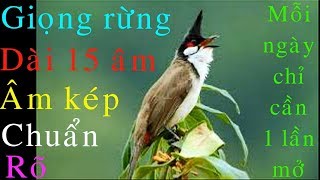 Bird song Chào mào hót giọng hay chuẩn giọng rừng 15 âm kép  Mỗi ngày mở ép giọng 1 lần [upl. by Caleb]