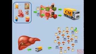 Lipids and Lipoproteins  Part 2 Exogenous Pathway [upl. by Castorina]