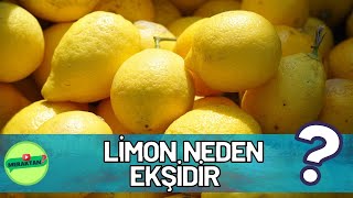 Limon Neden Ekşidir  Meraktan 14 [upl. by Ongineb731]