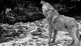 Ululato lupo DA BRIVIDI IR Plus 110 gradi  Wild Wolf Howling Canis lupus italicus [upl. by Tosch457]