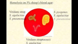 BIO2020 Episode 029 the streptococci in general and GAS [upl. by Kerwinn]