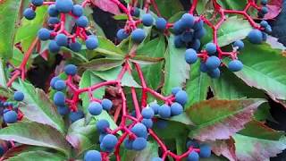 Parthenocissus quinquefolia or Virginia creeper [upl. by Greysun524]