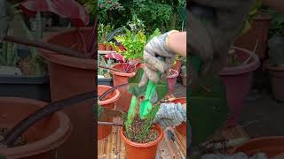 Philodendron Red CardinalStem Cuttings Propagation Method in soil plantpropagation [upl. by Oretna]