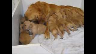 Golden Retriever Puppies 2 weeks oldwmv [upl. by Eserehs]