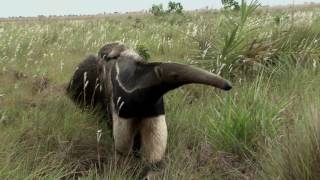 The Giant Anteater in Costa Rica [upl. by Worl712]