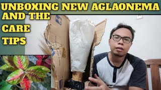 MY NEW AGLAONEMA COLLECTION  UNBOXING AND CARE TIPS [upl. by Swarts706]