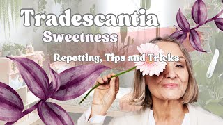 Tradescantia Sweetness tips repotting indoorplants [upl. by Rednael597]