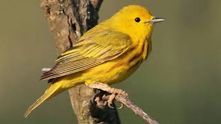 American Yellow Warbler Bird Song Setophaga petechia [upl. by Pedrotti]