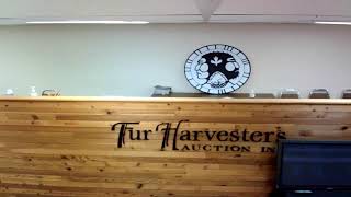 Fur Harvesters Auction Inc Live Stream [upl. by Spiegleman]