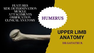 Humerus Bone Anatomy General Features Attachments To Clinical Anatomy [upl. by Paik]