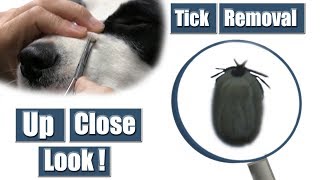 Dog Tick Removal  Pet Grooming Tutorial [upl. by Sorenson331]