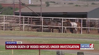 Sudden death of rodeo horses under investigation [upl. by Beckerman]