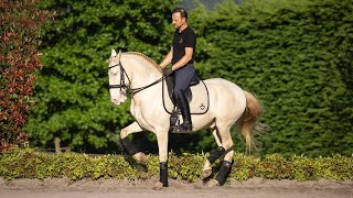 Horse for Sale  Piro Free Cremello Gelding  beautiful petite Lusitano for amateurs REF915 [upl. by Aelber658]