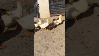 Beautiful 🏞️ Running Ducks 🦆🦆🦆 talhakadihat ducks duckling birds youtubeshorts viralvideo [upl. by Eversole640]