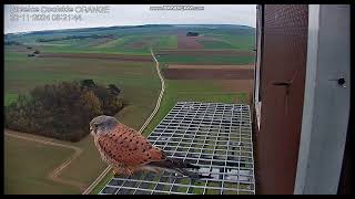 Strzelce Opolskie Orange PL  Kestrels Male on doorstep on landng departure  2024 11 20 08 05 [upl. by Oinotnas344]