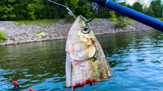 How to Catch Loads of Catfish Below A Dam [upl. by Hans]