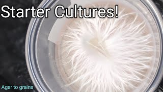 Starter cultures inoculation [upl. by Meggie]