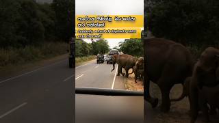 Suddenly a herd of elephants came onto the road  පාරට ආපු අලි travel animals shorts adventure [upl. by Hashum]