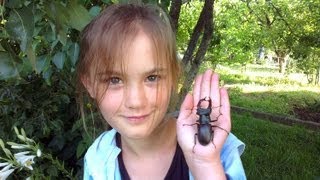 Жук олень жук рогач  lucanus cervus  stag beetle [upl. by Kampmann]