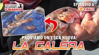 SURFCASTING 🇪🇸 abbiamo provato la GALÈRA unESCA 🔝 per lORATA » SURFAca S6E6 trabuccofishing​ [upl. by Hsevahb84]