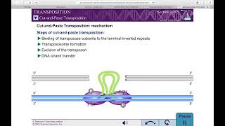 TGE  Basics Cut and Paste and Replicative Mechanism REF Molecular Biology of the Gene WATSON [upl. by Riatsila]