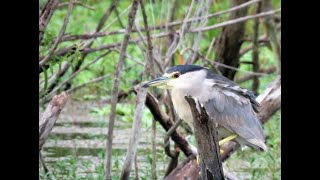 Virtual Fieldtrip to Lake Apopka Wildlife Drive [upl. by Ynej121]