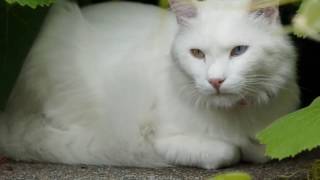 Turkish Angora cat History Personality Health Care [upl. by Hinckley]